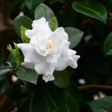 Cape jasmine plant for sale  GLASGOW