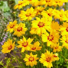 Coreopsis solar mellow for sale  UK