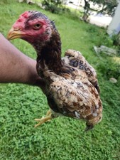 Asil live fertile for sale  Cleveland