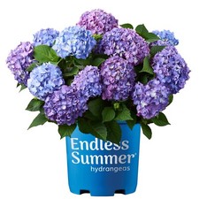 Endless summer gal. for sale  Chalmette