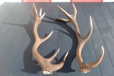 Bois cerf cors d'occasion  Laon