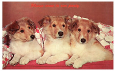 Chiens chiots couverture d'occasion  Expédié en France