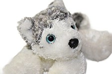 Aurora husky floppy for sale  Nags Head