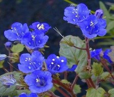 500 california blue for sale  Elma