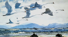 Mute swans flight for sale  NELSON