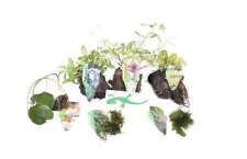 Lincolnshire pond plants for sale Lincolnshire pond plants for sale  MARKET RASEN