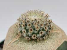 Mammillaria crucigera grafted for sale  Murrieta
