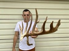 106 whitetail deer for sale  Delphos
