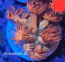 Amazeballs goniopora frag for sale  DERBY