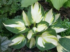 Color festival hosta gebraucht kaufen  Mutterstadt