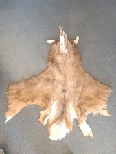 Whitetail deer taxidermy for sale  Salida