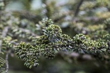 Abies koreana kohouts gebraucht kaufen  Westerstede