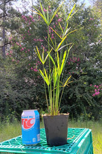Dwarf umbrella palm for sale  Magnolia