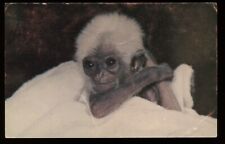 Pileated gibbon monkey for sale  Waupun