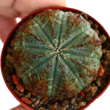 Euphorbia obesa frecce usato  Napoli