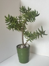 Crassula tetragona miniature for sale  Ramona