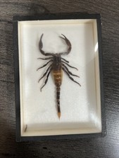 Framed preserved malaysian for sale  Chicago