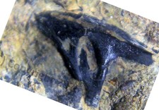 dinosaur skull for sale  BEXHILL-ON-SEA