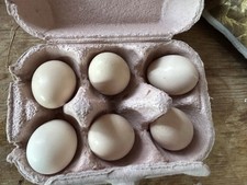 Silkie eggs for sale  BRIDGNORTH