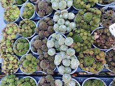 Mixed sempervivum alpine for sale  HARLOW