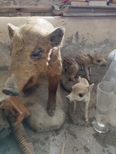 wildschwein praparat gebraucht kaufen  Frontenhausen