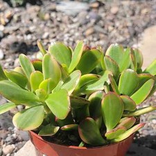 Crassula ovata tricolor d'occasion  Expédié en Belgium