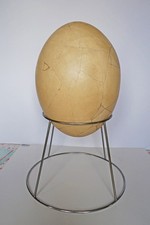 Oeuf aepyornis reconstitué d'occasion  Bueil