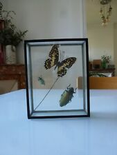 Cadre vitrine insecte d'occasion  Marseille IV