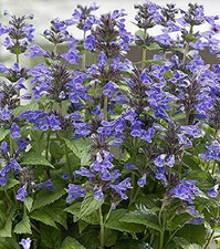 Nepeta neptune blue for sale  UK