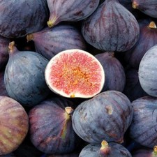 Cuttings purple patlican for sale  Fremont