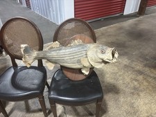 Huge old mounted for sale  New Kent