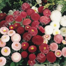 Bellis tasso mixed for sale  BELLSHILL