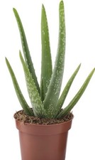 Aloe vera plant for sale  BIRMINGHAM