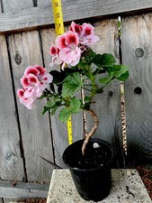 Geranium live plant for sale  San Jose