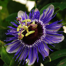 Passiflora purple haze for sale  HORSHAM