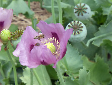 Poppy seeds 000 for sale  BRIDGWATER