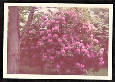 Old vintage photograph for sale  Greeley