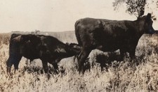 1920s cow calf for sale  Mission