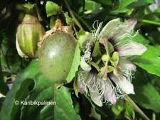Passiflora edulis echte gebraucht kaufen  Wuppertal