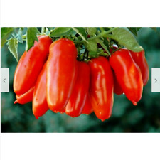 Semi pomodoro san usato  Trappeto
