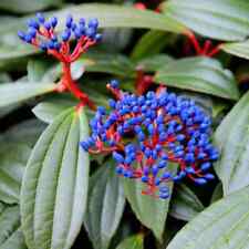 Viburnum davidii viburnum for sale  NORTHWICH