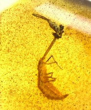 Fóssil âmbar birmanês Cretáceo birmanês raro larvas de mosca-da-areia inseto âmbar Mianmar comprar usado  Enviando para Brazil