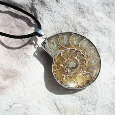 Genuine 43mm ammonite for sale  UK
