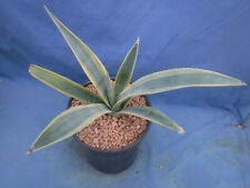 Agave weberi arizona for sale  Tucson