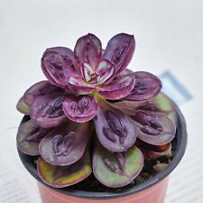 Echeveria nodulosa live for sale  Northport