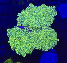 Wysiwyg neon green for sale  Haslet