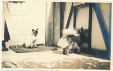 Vintage siamese type d'occasion  Expédié en Belgium