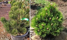 Pianta pinus heldreichii usato  Maddaloni