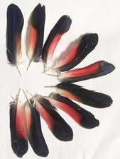 10x naturally moulted for sale  KETTERING