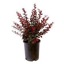 2.5 qt. crimson for sale  Gloucester Point